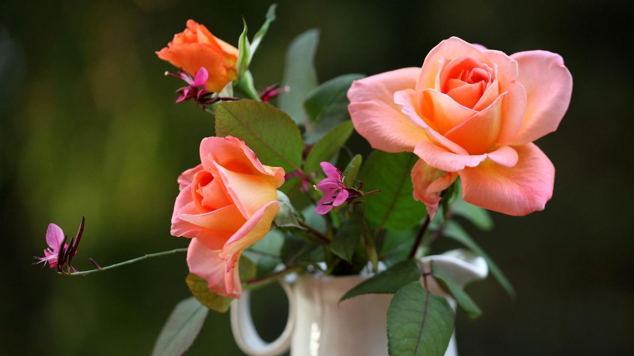 Wallpaper roses, flowers, pitcher, blurring hd, picture, image