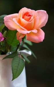 Preview wallpaper roses, flowers, pitcher, blurring