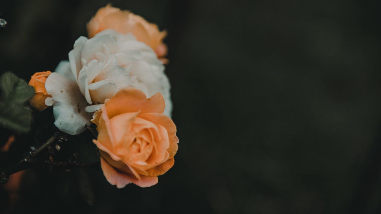 Wallpaper roses, flowers, plant, yellow, white