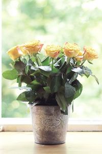 Preview wallpaper roses, flowers, pot, box