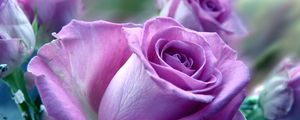 Preview wallpaper roses, flowers, purple, flower, close-up