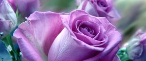 Preview wallpaper roses, flowers, purple, flower, close-up