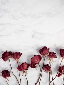 Preview wallpaper roses, flowers, red, dry