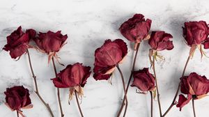Preview wallpaper roses, flowers, red, dry