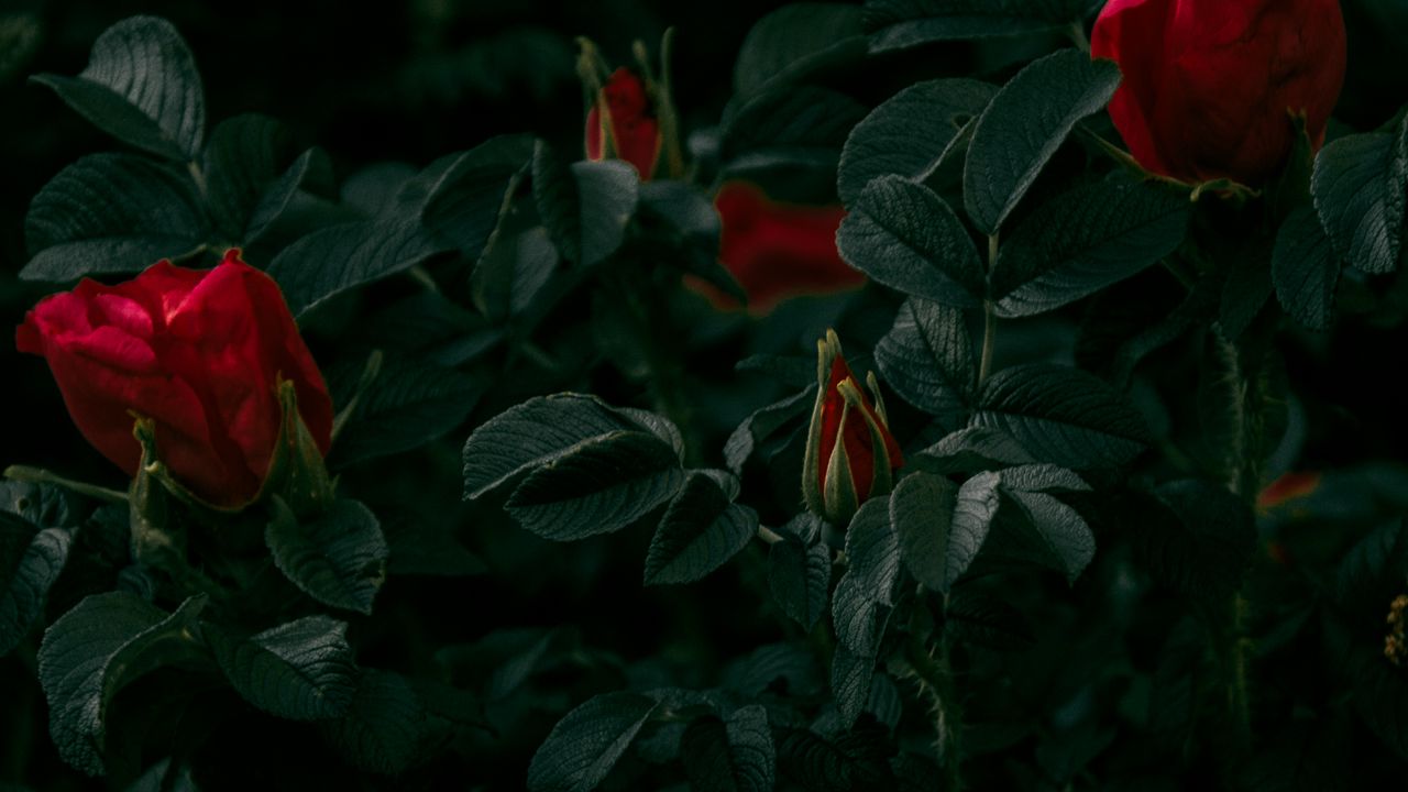 Wallpaper roses, flowers, red, bush, plant