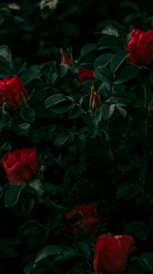 Preview wallpaper roses, flowers, red, bush, plant