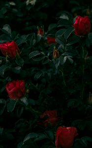 Preview wallpaper roses, flowers, red, bush, plant