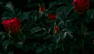 Preview wallpaper roses, flowers, red, bush, plant