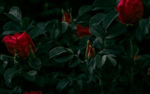 Preview wallpaper roses, flowers, red, bush, plant