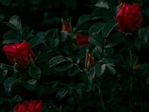 Preview wallpaper roses, flowers, red, bush, plant