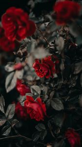 Preview wallpaper roses, flowers, red, plant, bush