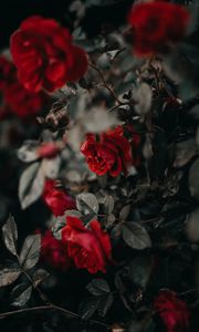 Preview wallpaper roses, flowers, red, plant, bush