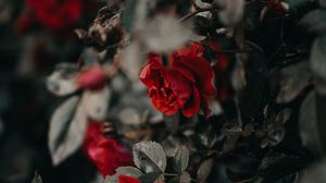 Preview wallpaper roses, flowers, red, plant, bush