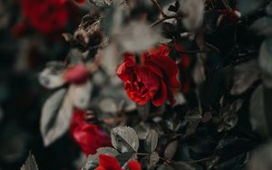 Preview wallpaper roses, flowers, red, plant, bush