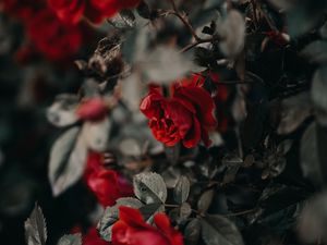 Preview wallpaper roses, flowers, red, plant, bush