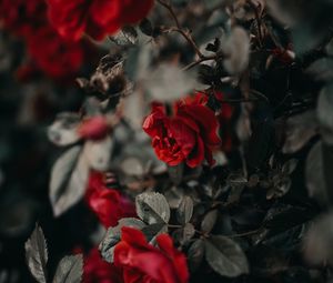 Preview wallpaper roses, flowers, red, plant, bush