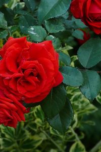 Preview wallpaper roses, flowers, red, shrub, herbs, garden