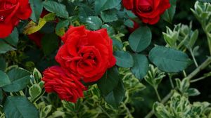 Preview wallpaper roses, flowers, red, shrub, herbs, garden