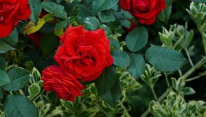 Preview wallpaper roses, flowers, red, shrub, herbs, garden