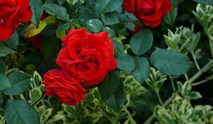 Preview wallpaper roses, flowers, red, shrub, herbs, garden