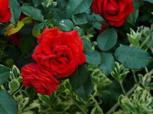 Preview wallpaper roses, flowers, red, shrub, herbs, garden