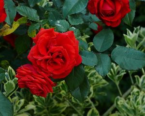 Preview wallpaper roses, flowers, red, shrub, herbs, garden