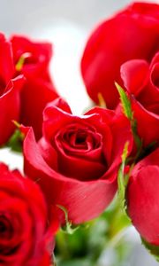 Preview wallpaper roses, flowers, red, bright, bunch, flower, buds