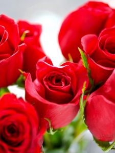 Preview wallpaper roses, flowers, red, bright, bunch, flower, buds