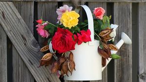 Preview wallpaper roses, flowers, seeds, watering, fence