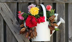 Preview wallpaper roses, flowers, seeds, watering, fence