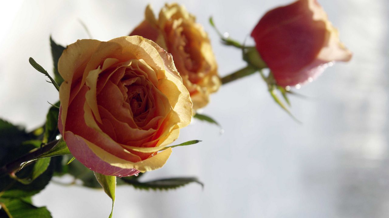 Wallpaper roses, flowers, sharpness, buds, close-up