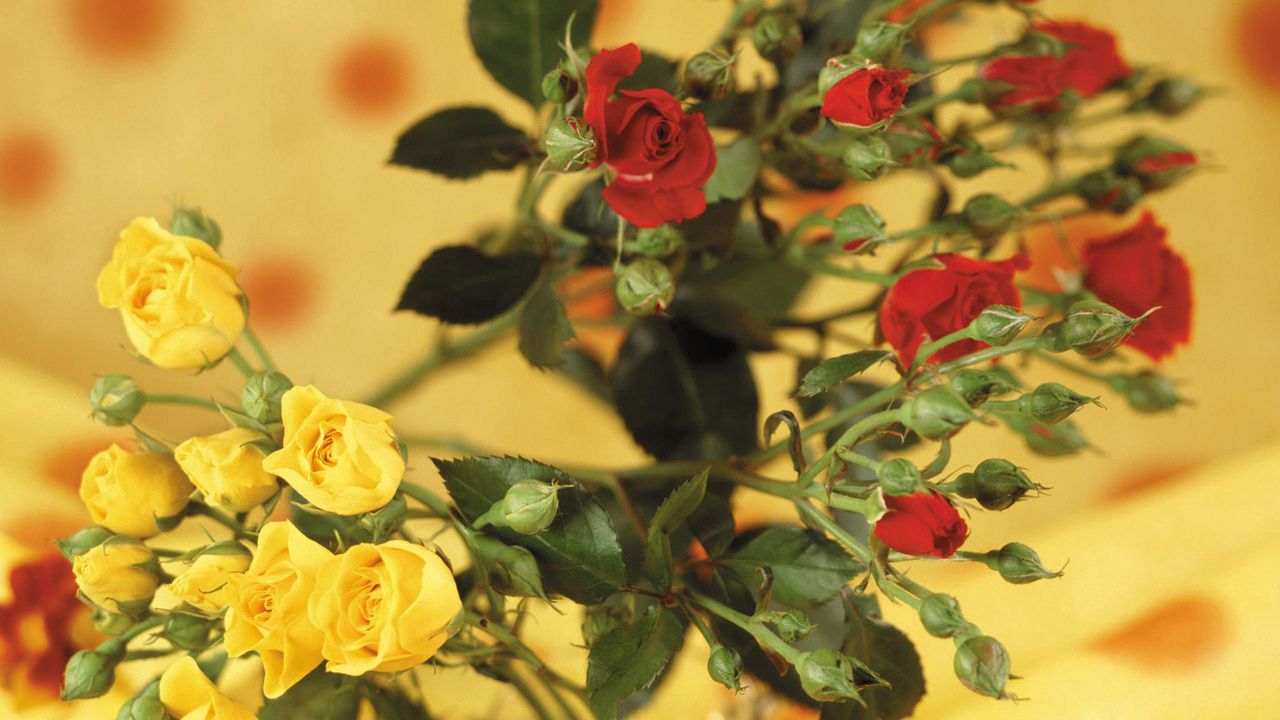Wallpaper roses, flowers, shrub, red, yellow, blurring