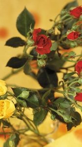 Preview wallpaper roses, flowers, shrub, red, yellow, blurring