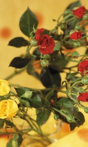 Preview wallpaper roses, flowers, shrub, red, yellow, blurring