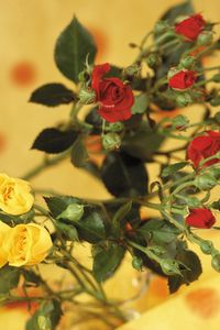 Preview wallpaper roses, flowers, shrub, red, yellow, blurring