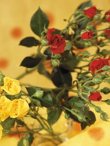 Preview wallpaper roses, flowers, shrub, red, yellow, blurring