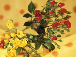 Preview wallpaper roses, flowers, shrub, red, yellow, blurring