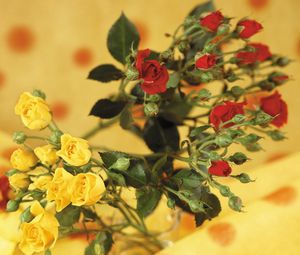 Preview wallpaper roses, flowers, shrub, red, yellow, blurring