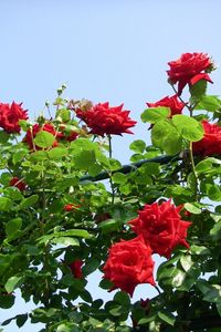 Preview wallpaper roses, flowers, shrub, herbs, beauty, sky