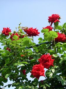 Preview wallpaper roses, flowers, shrub, herbs, beauty, sky