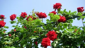 Preview wallpaper roses, flowers, shrub, herbs, beauty, sky