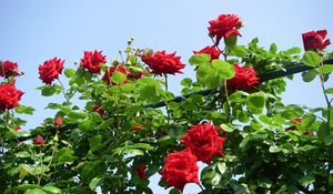 Preview wallpaper roses, flowers, shrub, herbs, beauty, sky