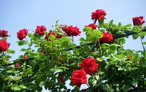 Preview wallpaper roses, flowers, shrub, herbs, beauty, sky