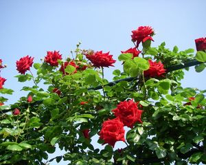 Preview wallpaper roses, flowers, shrub, herbs, beauty, sky