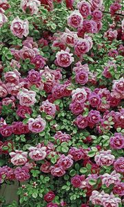 Preview wallpaper roses, flowers, shrubs, herbs, beauty