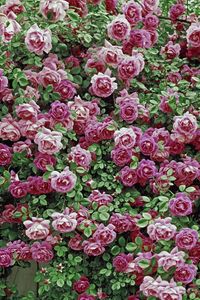 Preview wallpaper roses, flowers, shrubs, herbs, beauty