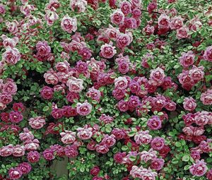 Preview wallpaper roses, flowers, shrubs, herbs, beauty