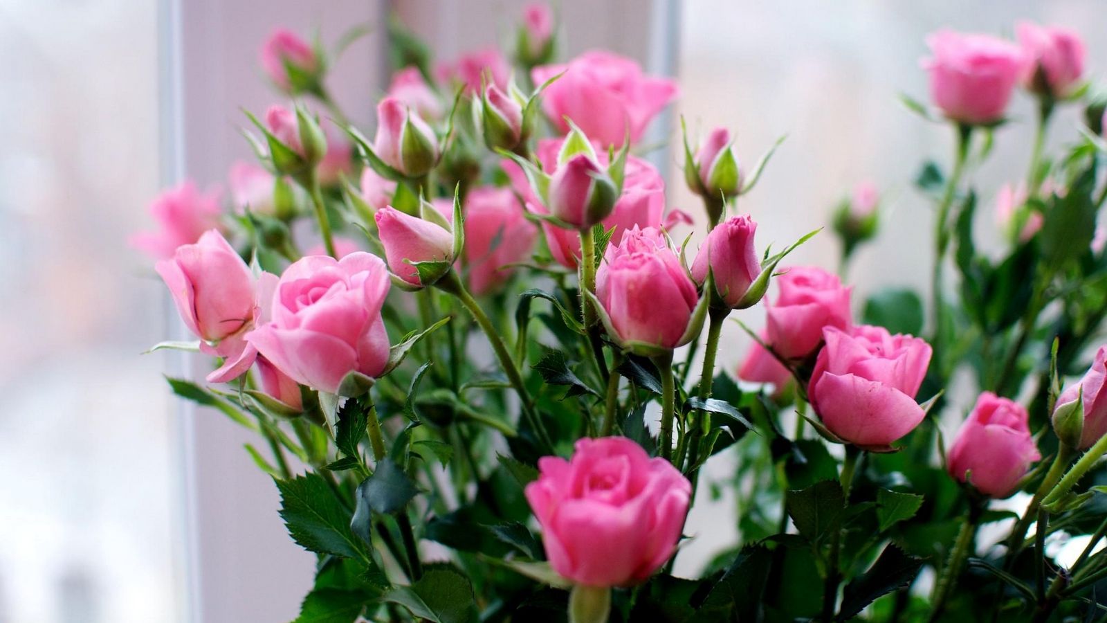 Download wallpaper 1600x900 roses, flowers, small, bouquet widescreen ...