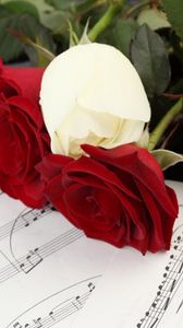 Preview wallpaper roses, flowers, three, notes, music