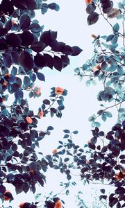 Preview wallpaper roses, flowers, trees, branches